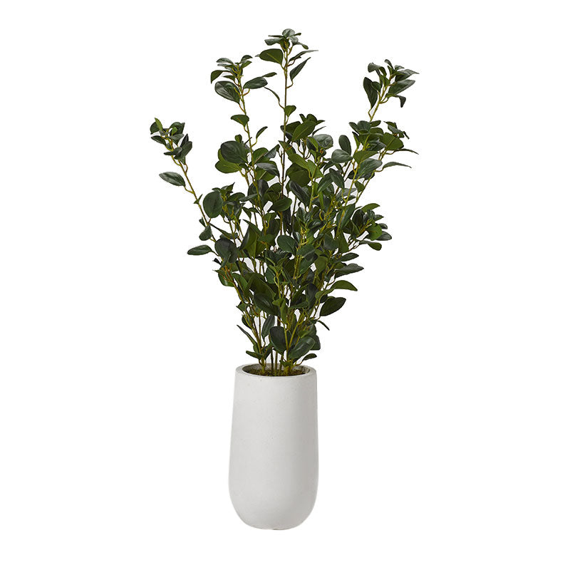 Ficus Plant in Round White Planter