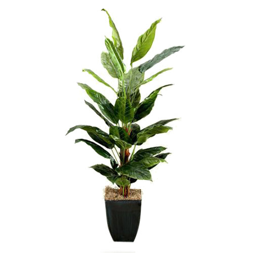 6′ Spath Plants in Square Metal Planter